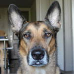dinoxor's Avatar
